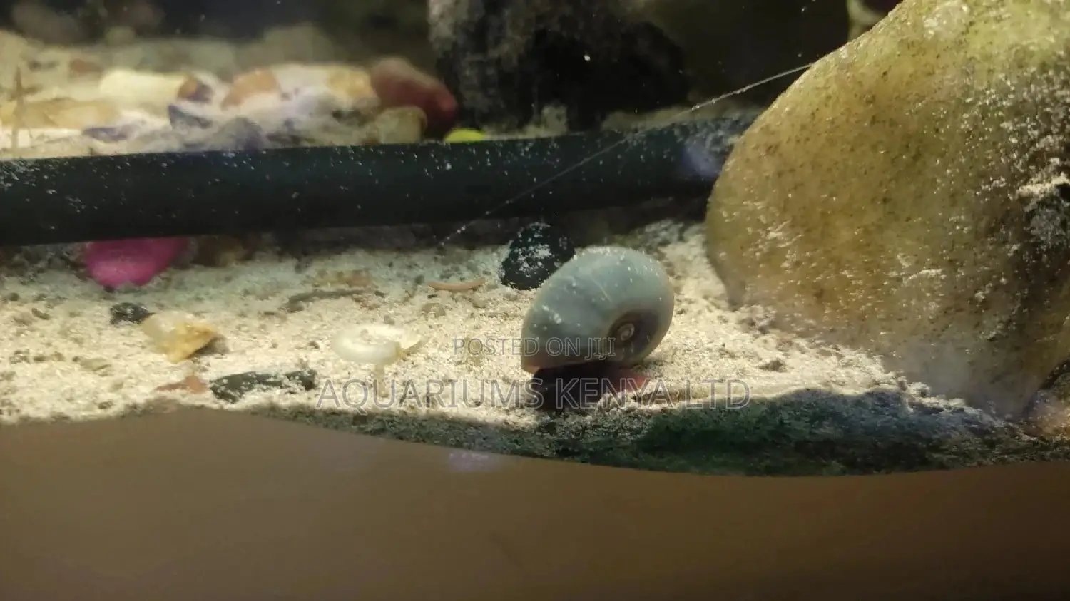 Ramshorn Snails, Aquarium Cleaners , Algae Eaters