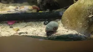 Ramshorn Snails, Aquarium Cleaners , Algae Eaters