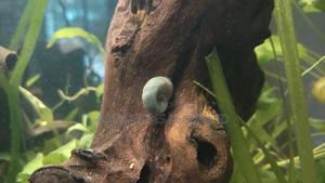 Aquarium Cleaning Masters , Algae Eaters, Ranshorn Snails - thumbnail 2