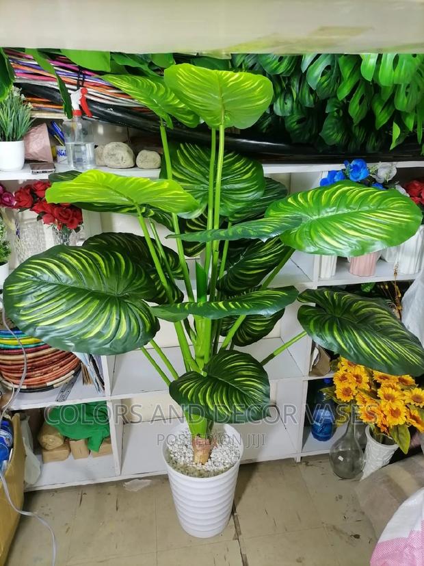 2m Plant+ Plastic Vase+Pebble Stones - main view