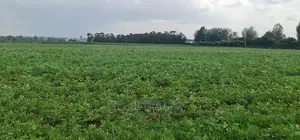35 Acres Prime Land for Sale in Marura After Kimumu Eldoret