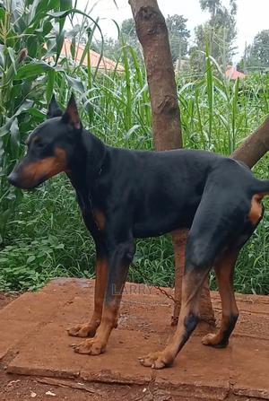 1+ year Male Purebred Doberman Pinscher - thumbnail 2