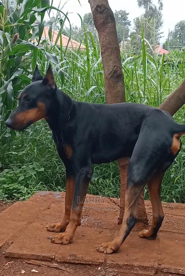 1+ year Male Purebred Doberman Pinscher - main view