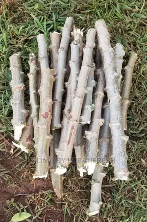 Cassava Cuttings Bunch of 100.