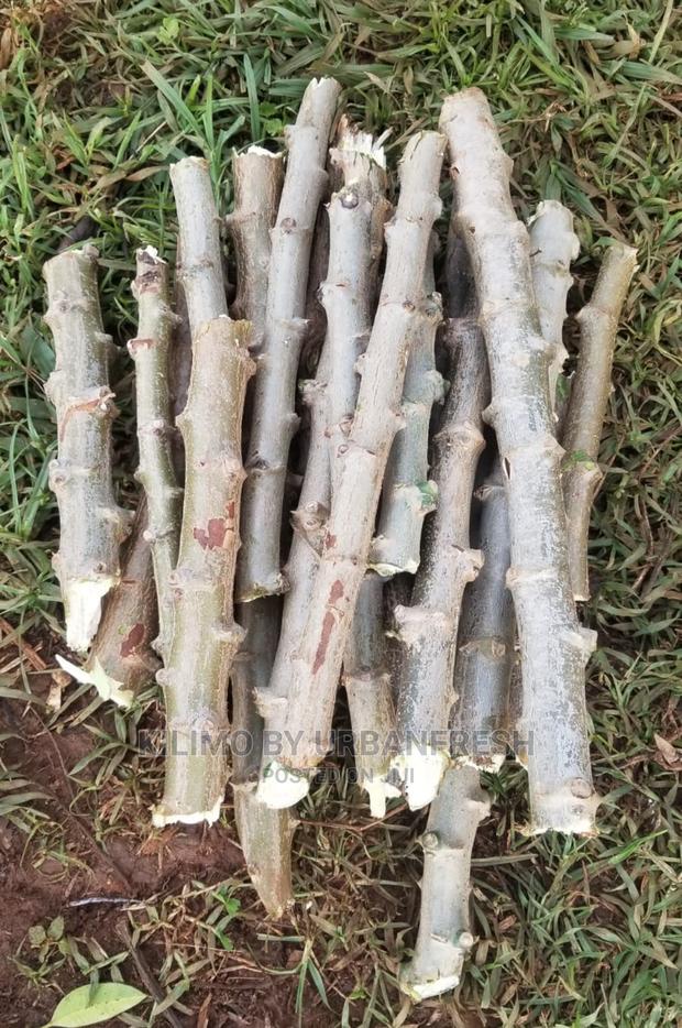 Cassava Cuttings Bunch of 100. - thumbnail 3