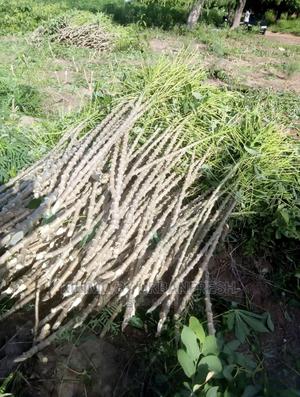 Cassava Cuttings Bunch of 100. - thumbnail 2