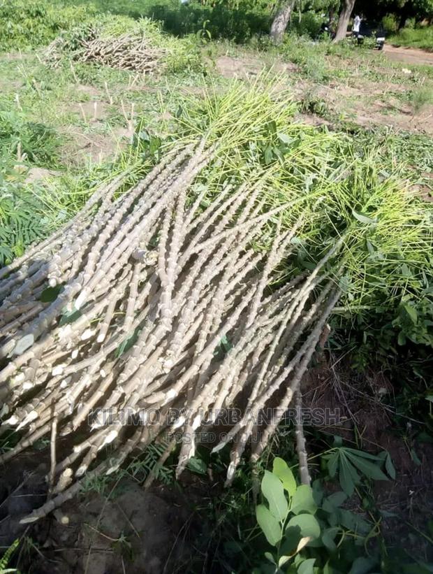 Cassava Cuttings Bunch of 100. - main view