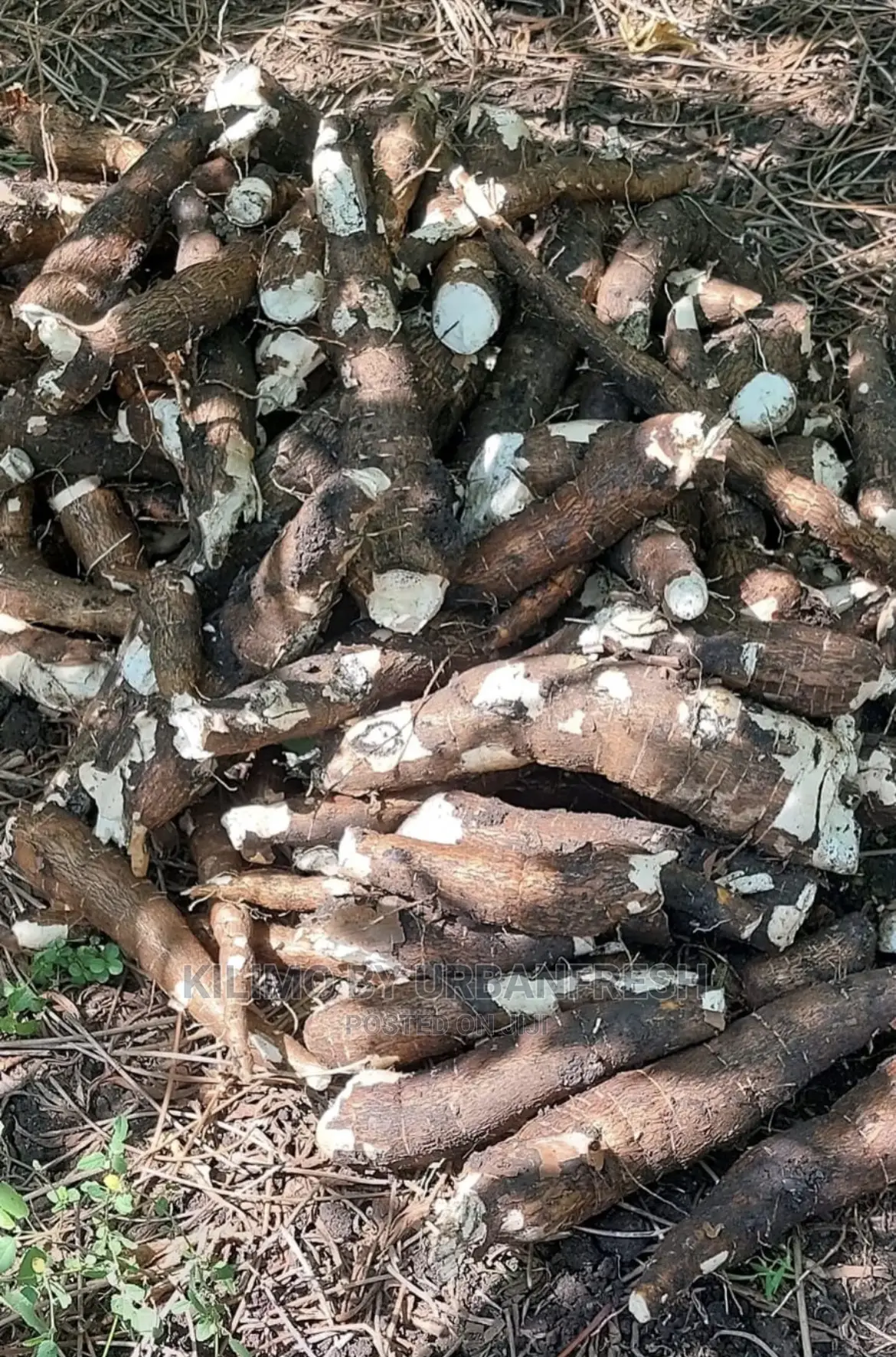 Cassava Cuttings Bunch of 100.