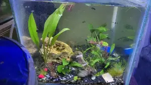 Nano Planted Tank, Live Plants ,Supply and Planting