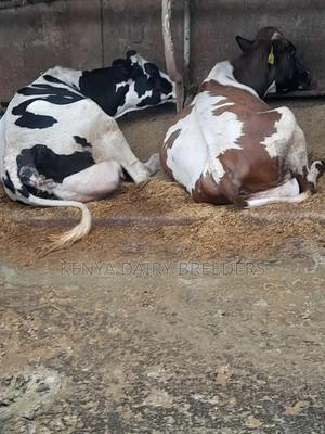 Pedigree Dairy Cows - thumbnail 2