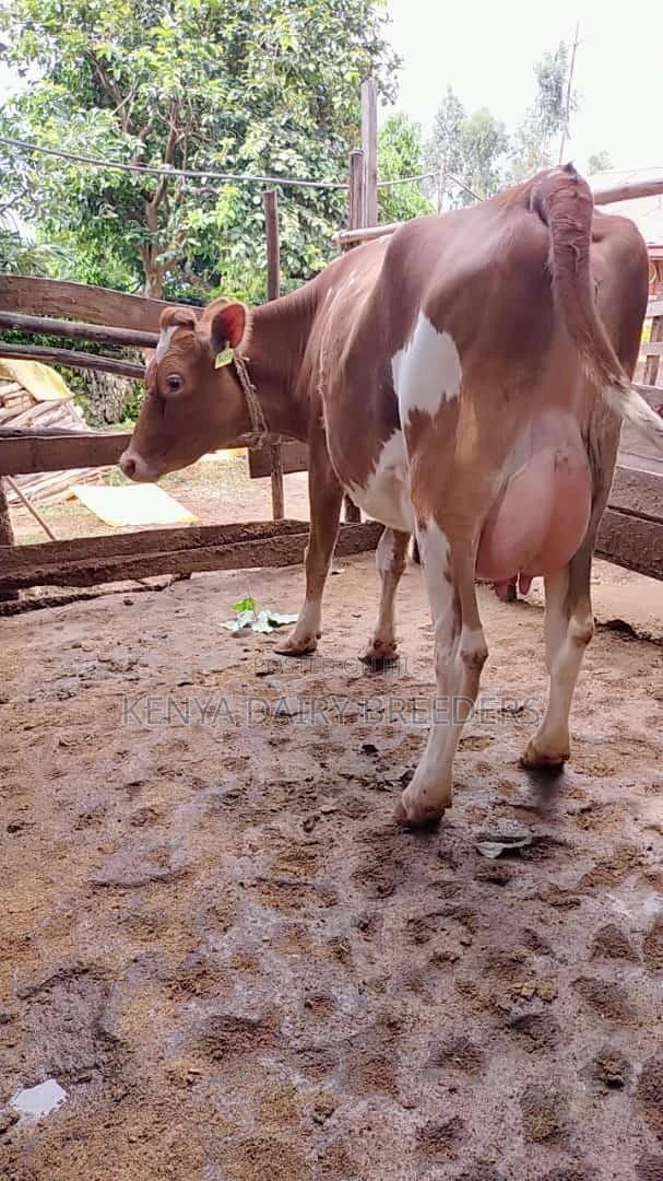 Pedigree Dairy Cows - thumbnail 3