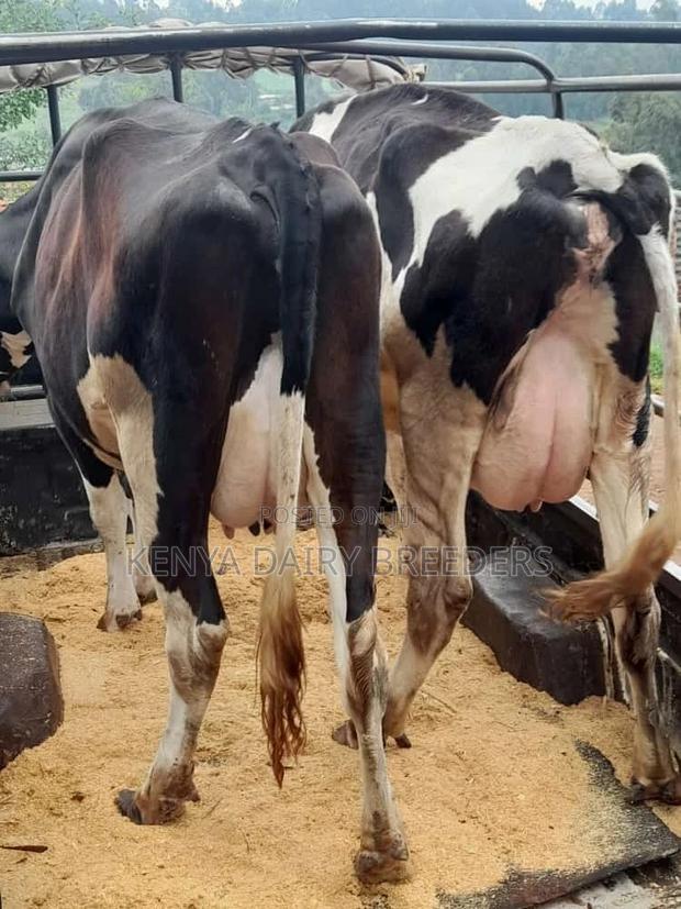 Pedigree Dairy Cows - thumbnail 4