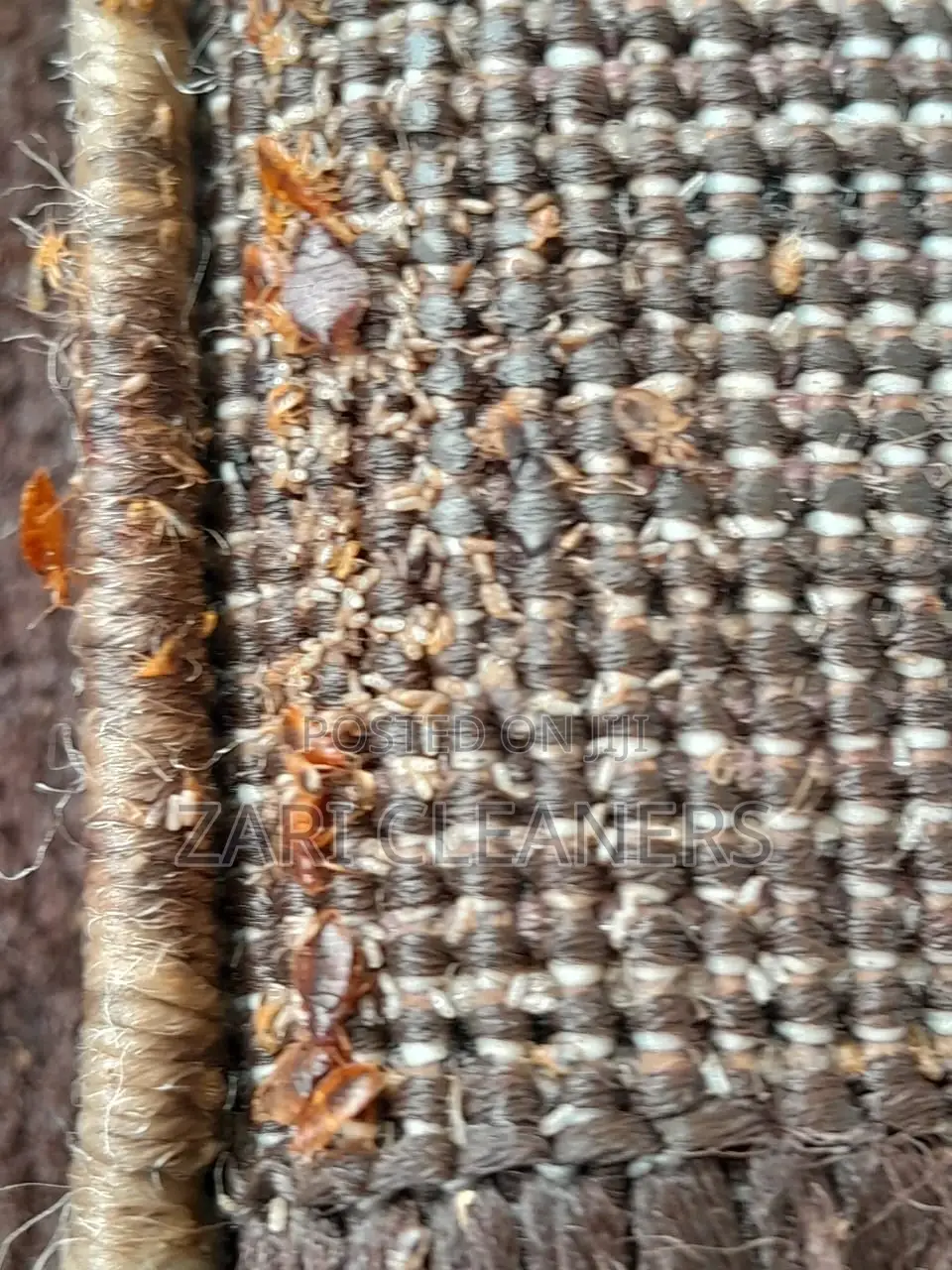 Full House Fumigation- Bedbugs
