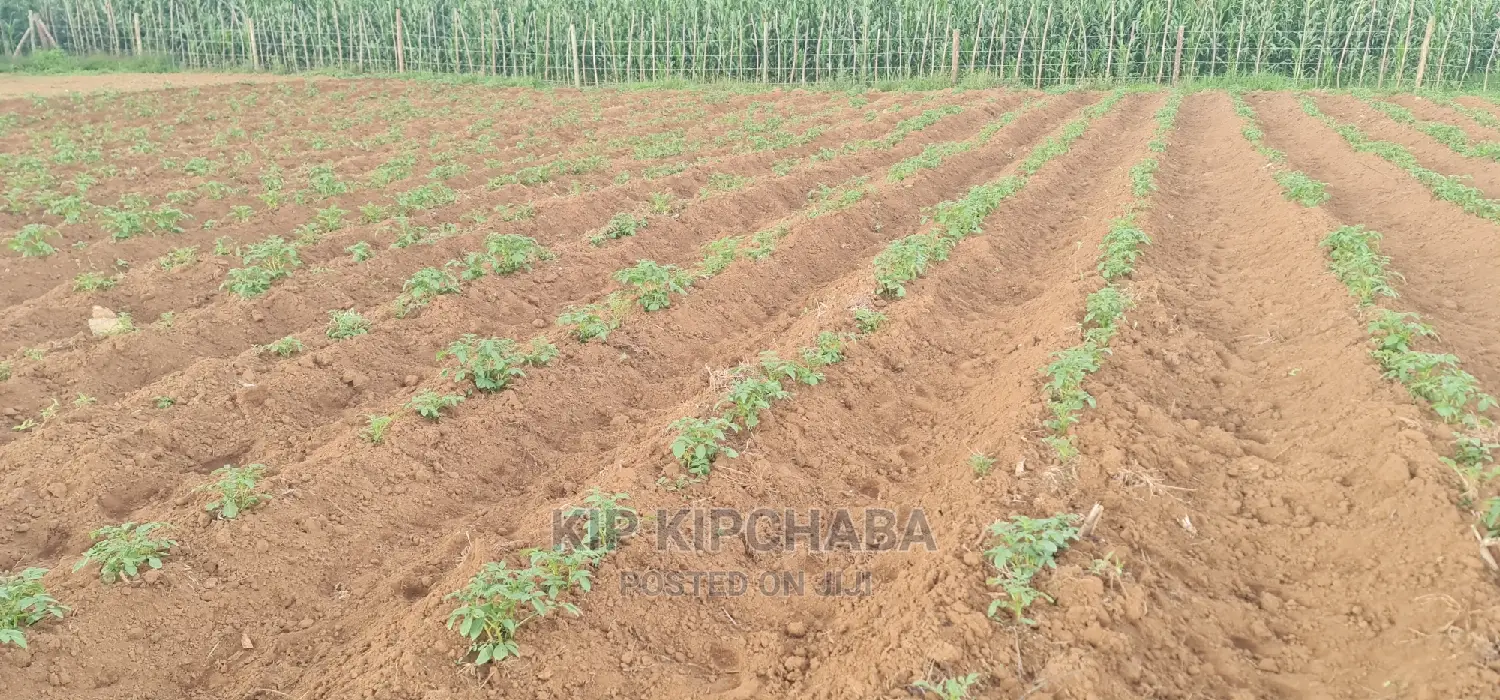 1⁄4 Plot For Sale In Royalton Annex In Eldoret