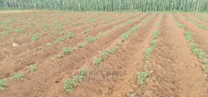 1⁄4 Plot For Sale In Royalton Annex In Eldoret