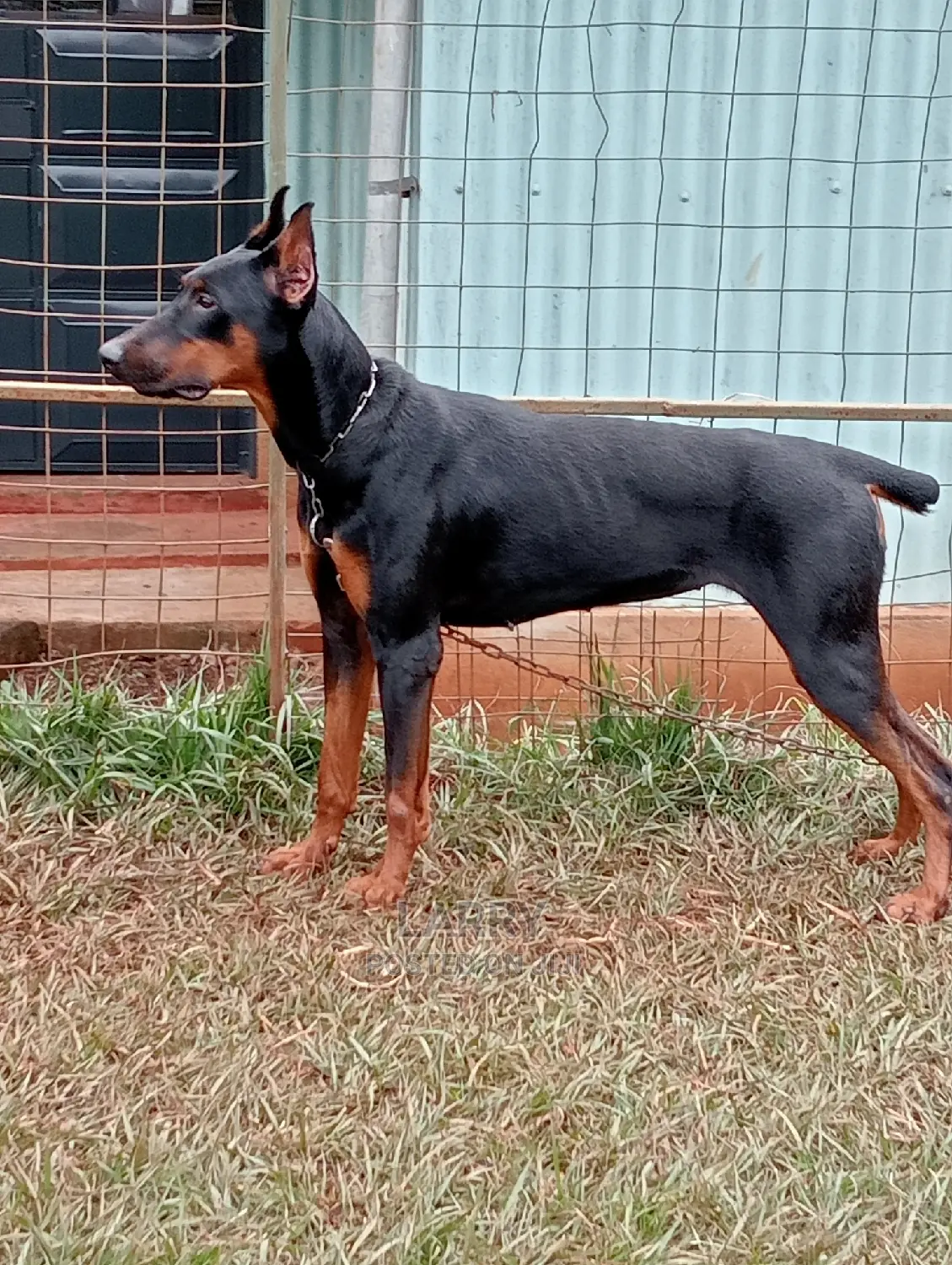 1+ year Female Purebred Doberman Pinscher