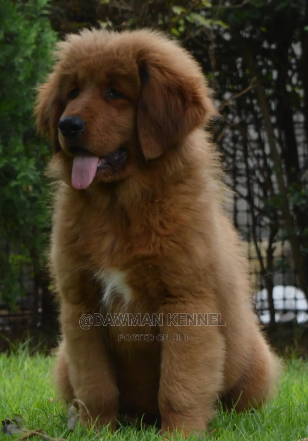 1-3 months Male Purebred Tibetan Mastiff
