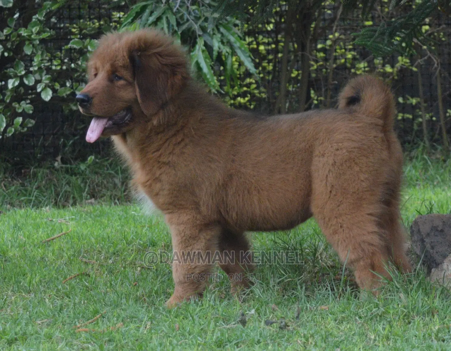 1-3 months Male Purebred Tibetan Mastiff