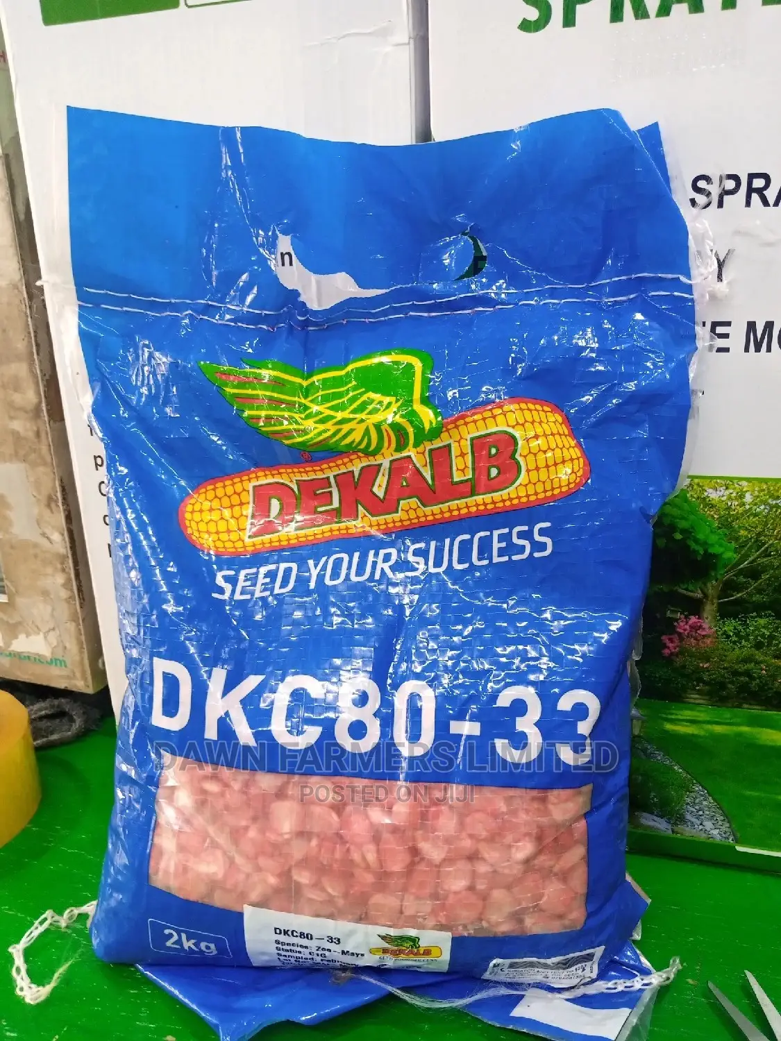 DK 8033 Hybrid Maize