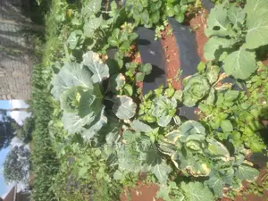 Storey Kitchen Garden