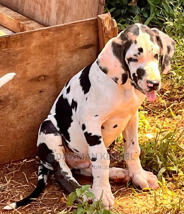 1-3 months Male Purebred Great Dane - main view