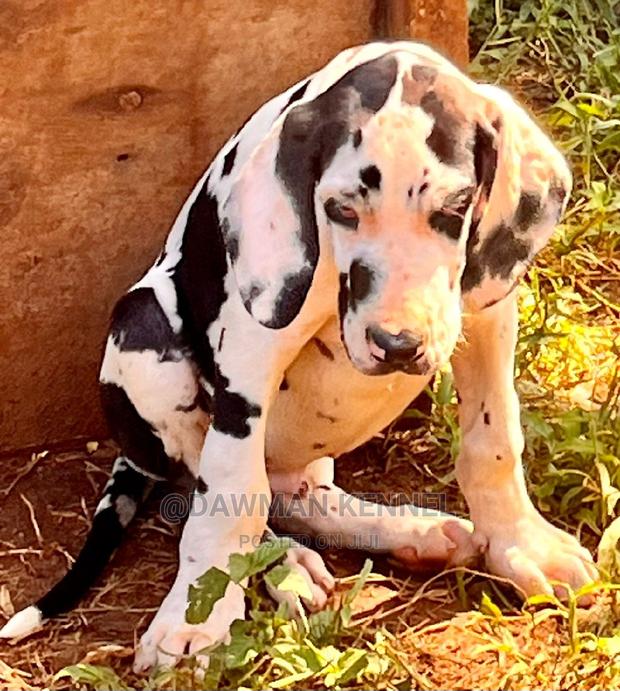1-3 months Male Purebred Great Dane