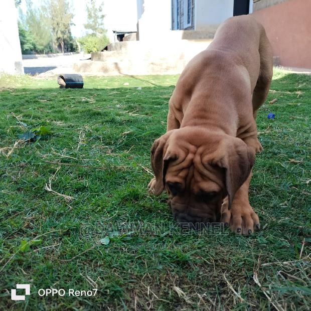 1-3 months Male Purebred Boerboel - main view