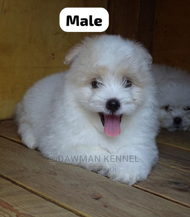 1-3 months Male Purebred Maltese - main view