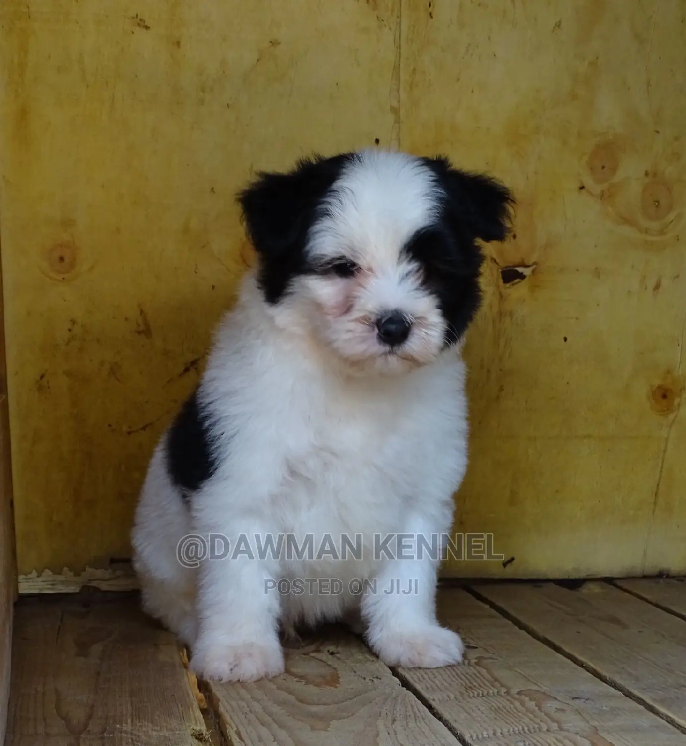 1-3 months Male Purebred Maltese