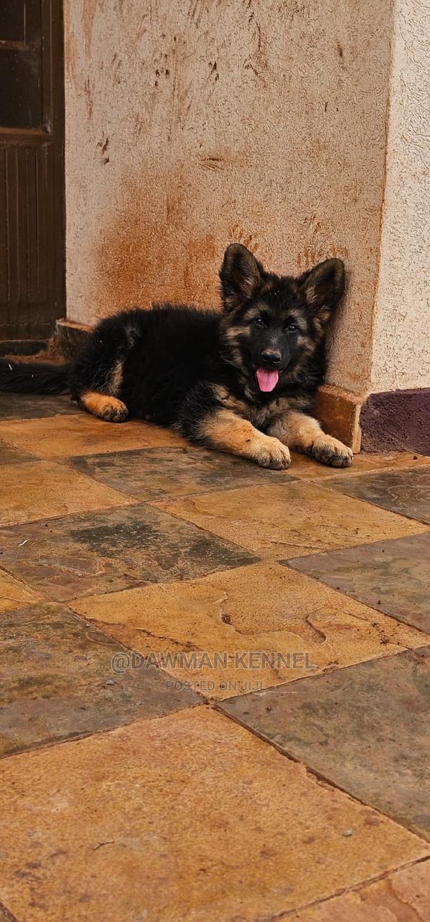 1-3 months Male Purebred German Shepherd