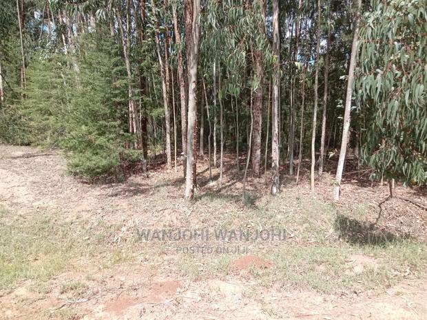 Prime 50x100 Forested Plot - main view
