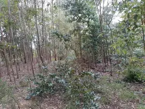 Prime 50x100 Forested Plot