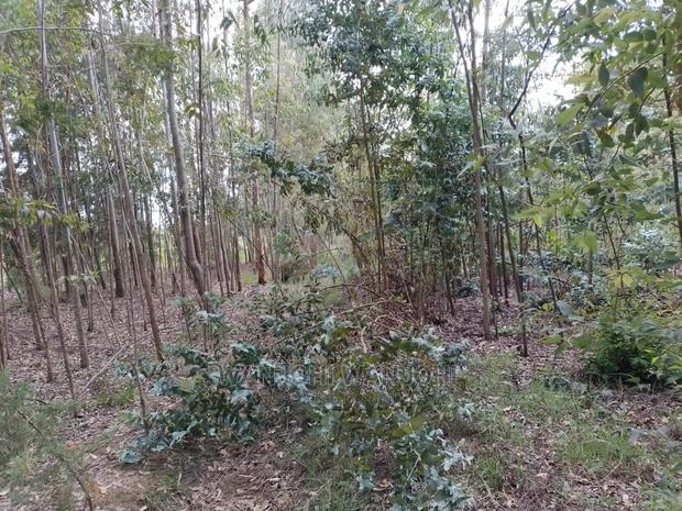 Prime 50x100 Forested Plot - thumbnail 2