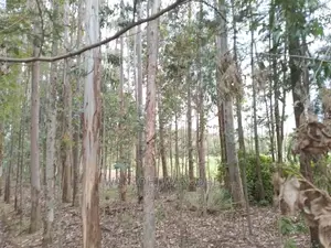 Prime 50x100 Forested Plot