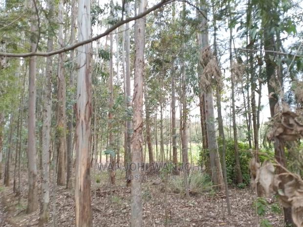 Prime 50x100 Forested Plot - thumbnail 3