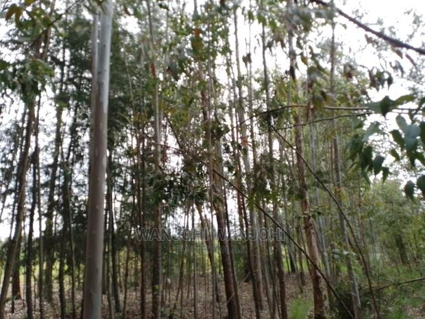 Prime 50x100 Forested Plot - thumbnail 4