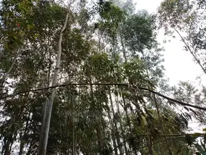 Prime 50x100 Forested Plot