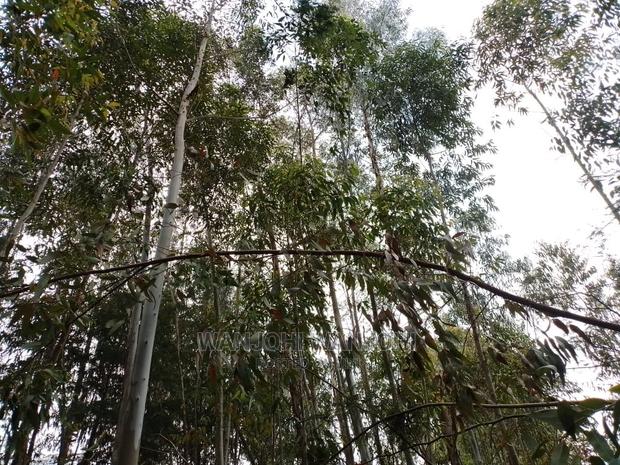 Prime 50x100 Forested Plot - thumbnail 5