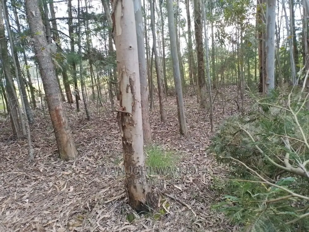 Prime 50x100 Forested Plot