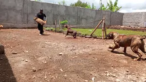 Dog Training Thika