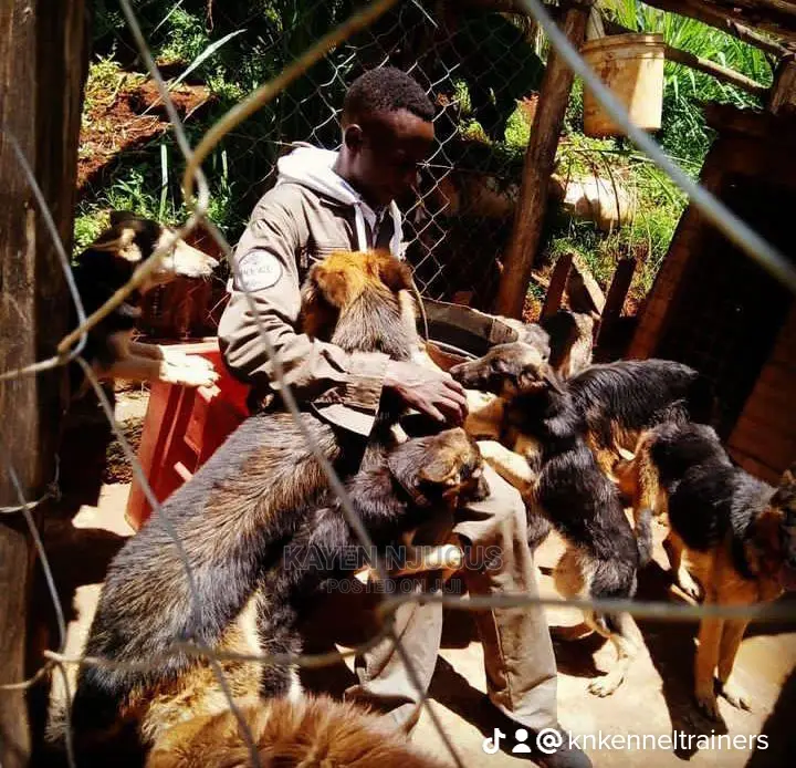 Dog Training Thika
