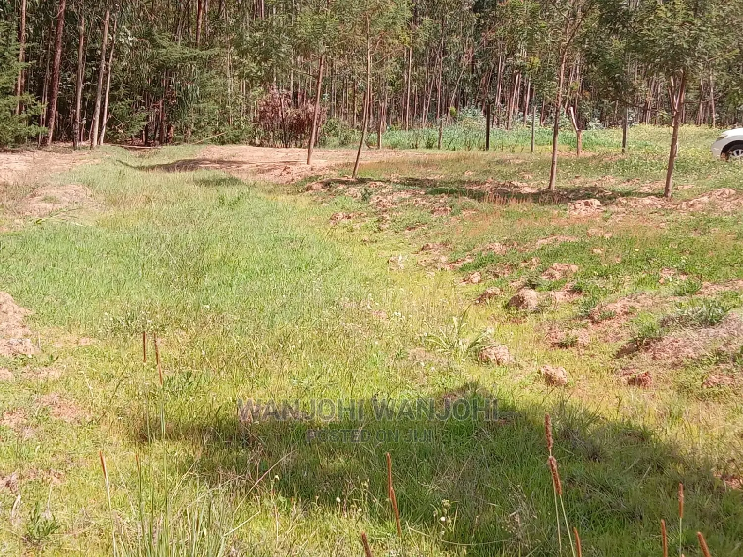 Prime Plots in Oljoroorok