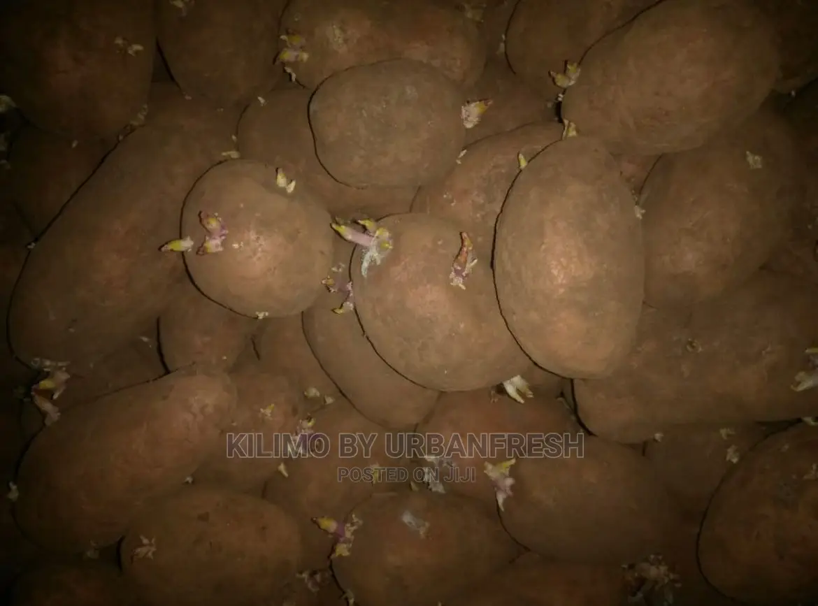Shangi Certified Potato Seeds (Super Shangi C1)