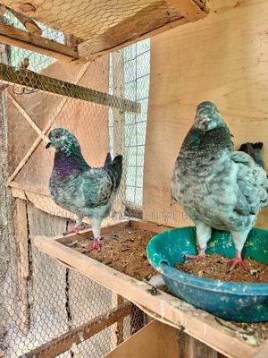 King Pigeons - main view