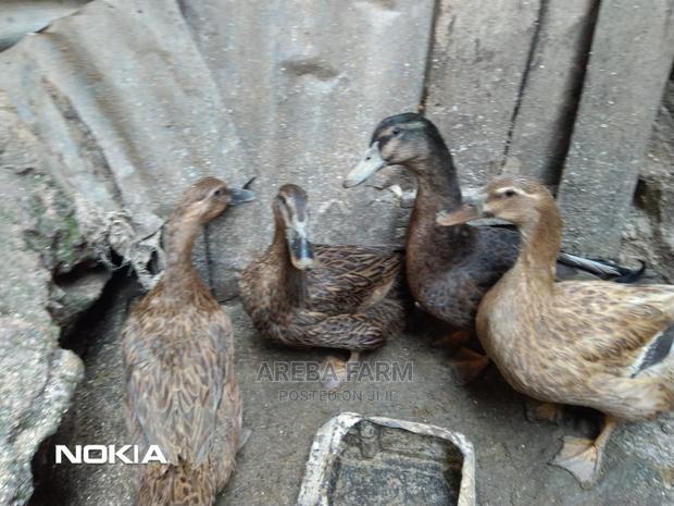 Ruoen Exotic Ducks - main view