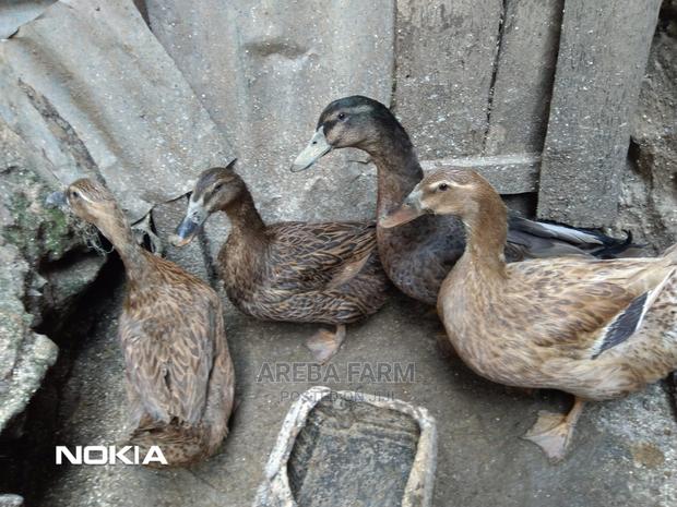 Ruoen Exotic Ducks - thumbnail 3
