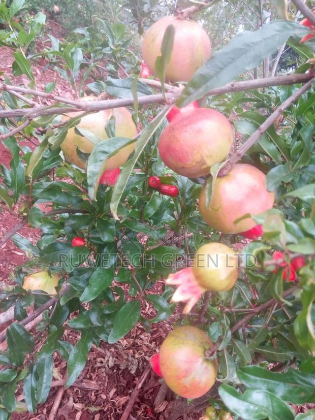 Pomegranate Cuttings/Seeds - main view