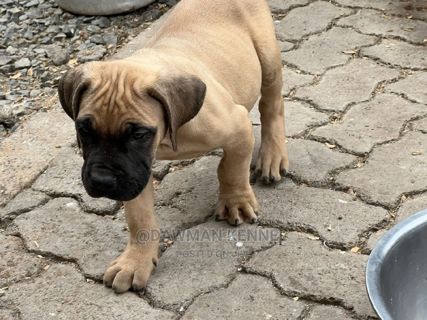 1-3 months Male Purebred Boerboel