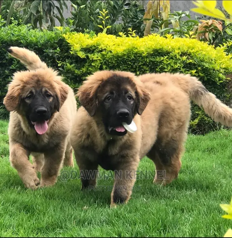 1-3 months Male Purebred Caucasian Shepherd