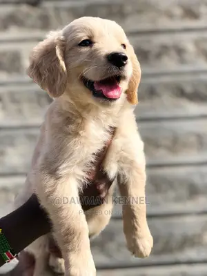 1-3 months Male Purebred Golden Retriever